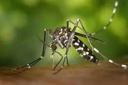 Archivo – Mosquito tigre (Aedes albopictus). – ANECPLA – Archivo